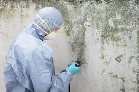 Best Crawl Space Mold Remediation in Castle Shannon, PA